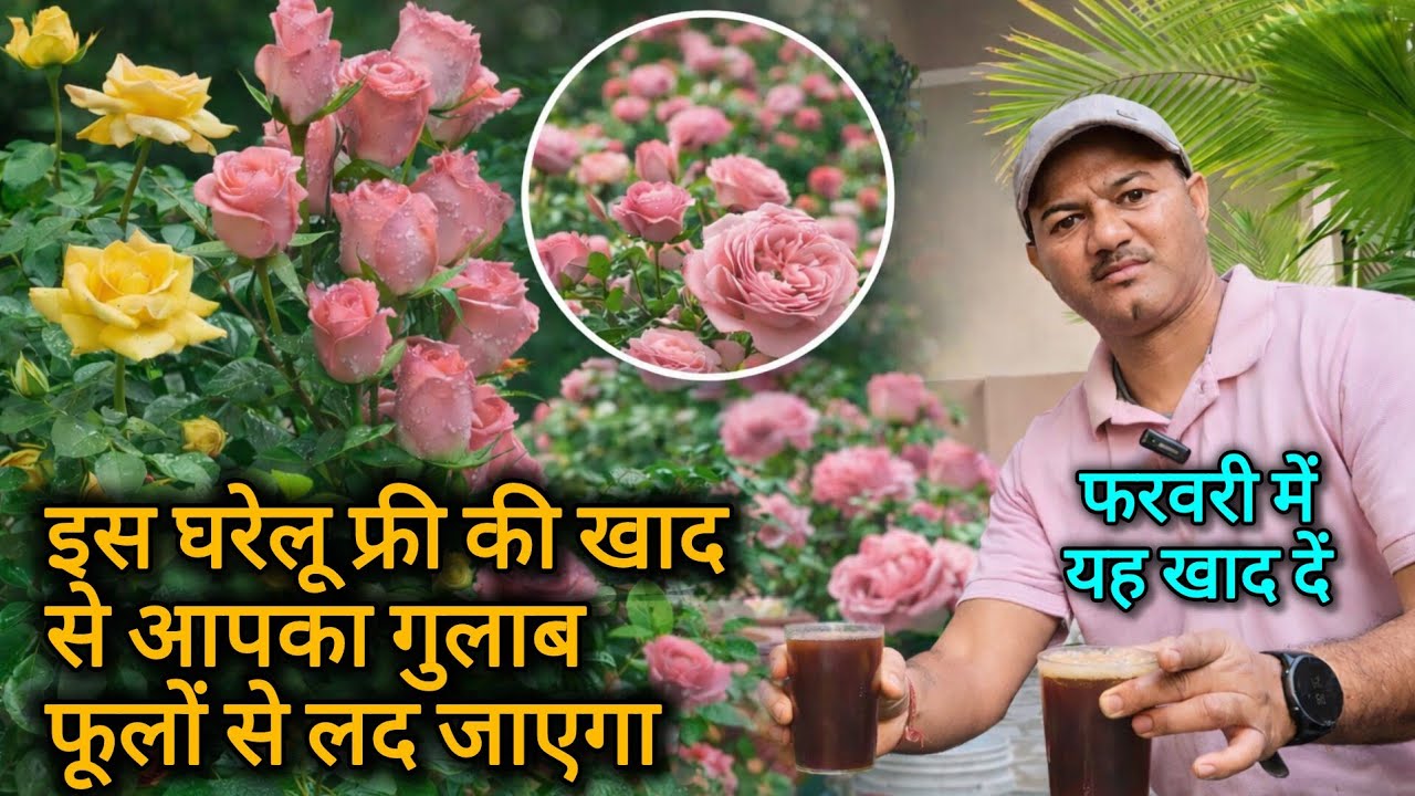 गुलाब का पौधा फूलों से लद जाएगा, अपनाए ये घरेलू उपाय || Best Mixture And Liquid Fertilizer For Rose 
