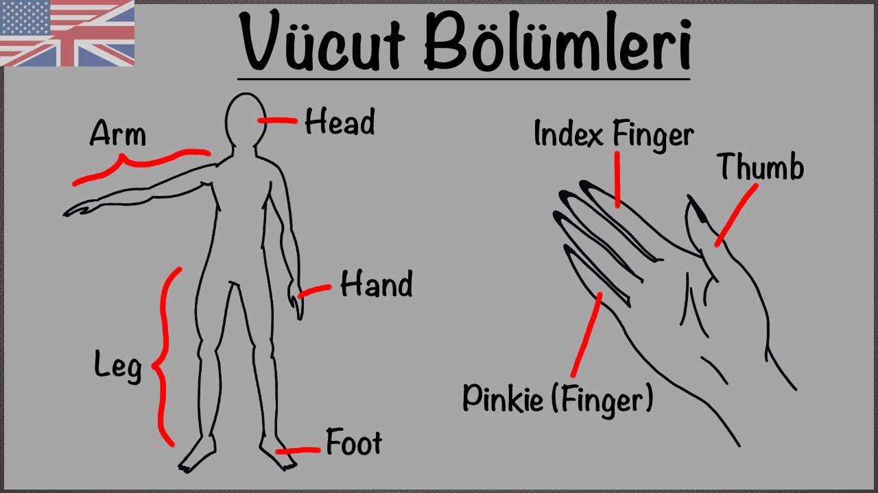 İngilizce Vücut Bölümleri - Body Parts