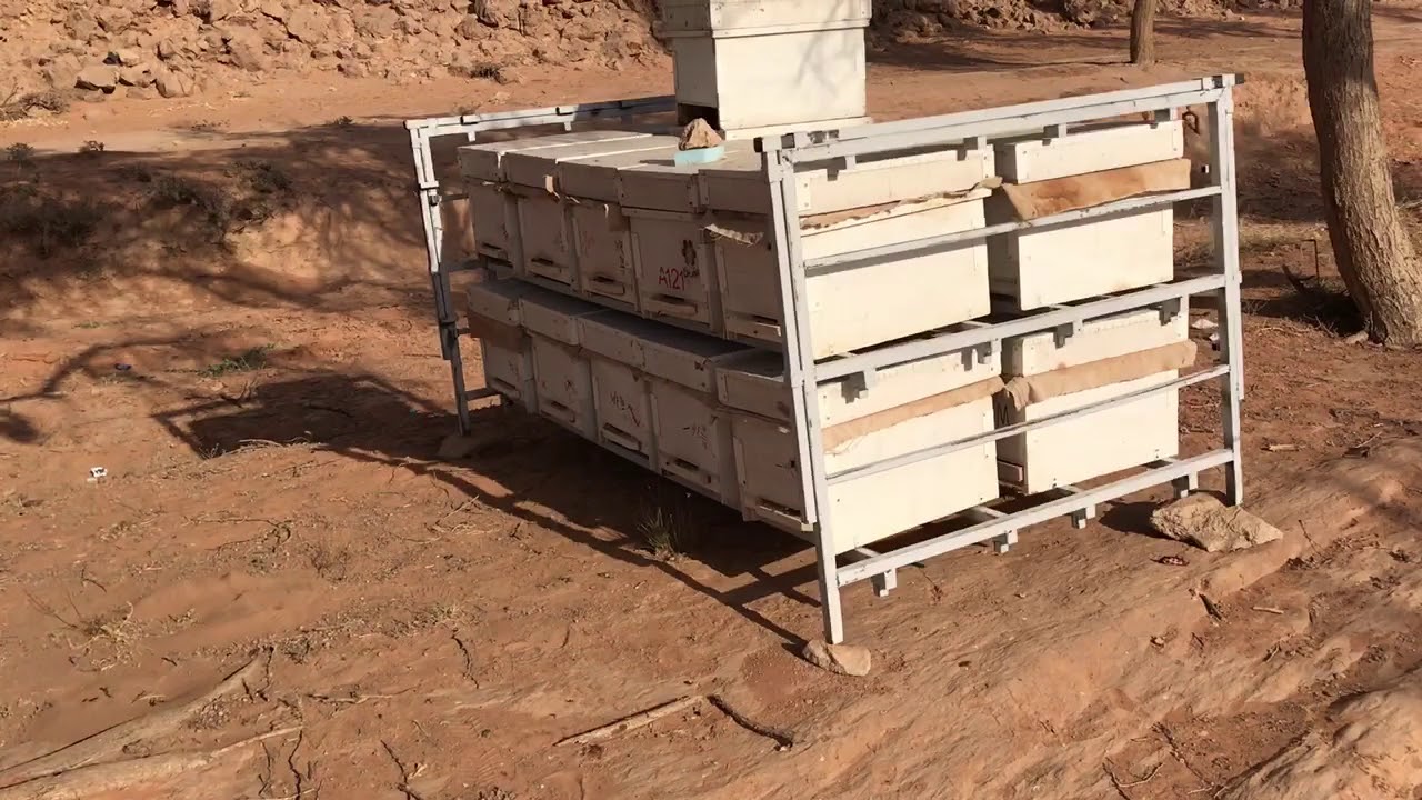 اجتماع النحل البلدي والمصري بنفس المرعى وفرز عسل الطلح احد مناحلنا ١٢شوال١٤٣٩