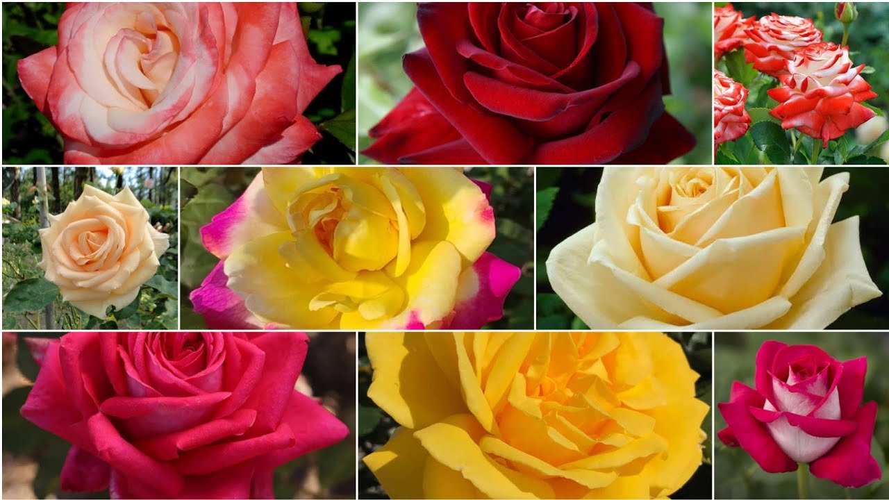 A  TO Z ROSES NAME