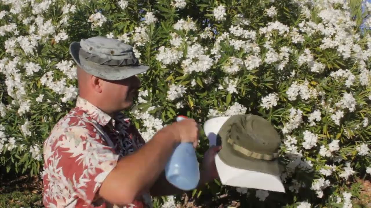 Hat Shaping