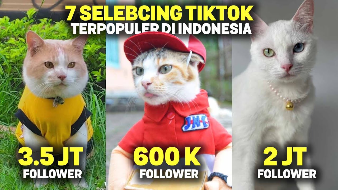 TAJIR MELINTIR..! Inilah 7 Kucing Terkaya & Terpopuler di Tiktok Indonesia Sepanjang 2022