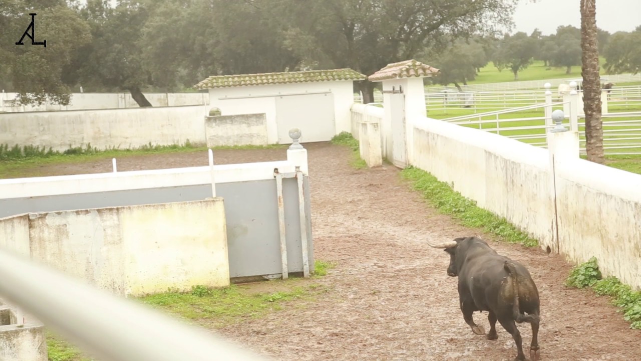 Ganadería Antonio Lopez Gibaja. Incorporación Sementales de El Torero. Febrero 2016.