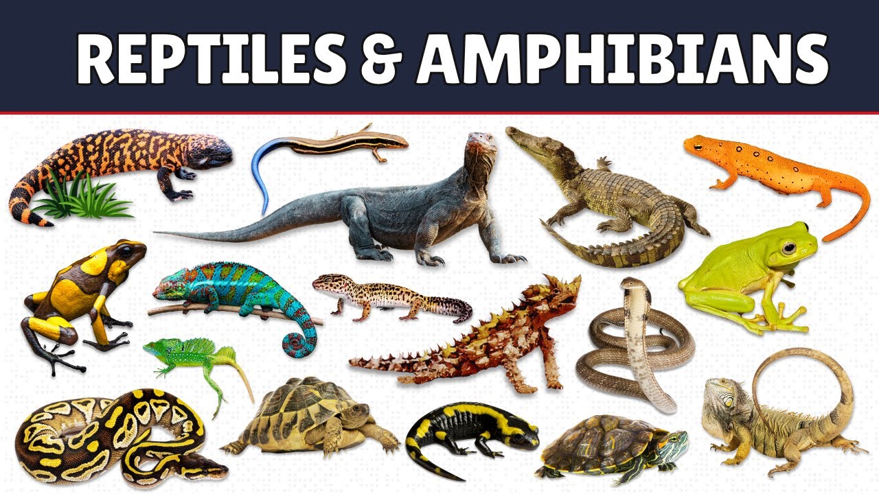 25 Crawling Animals for Kids | Learn Reptile Names in English 🐍🐢🐸 | Happy Panda