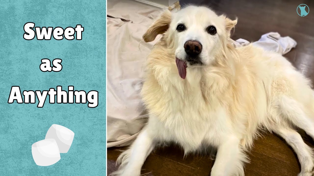 Marshmallow: The Perfect Gentleman and the Sweetest Soul