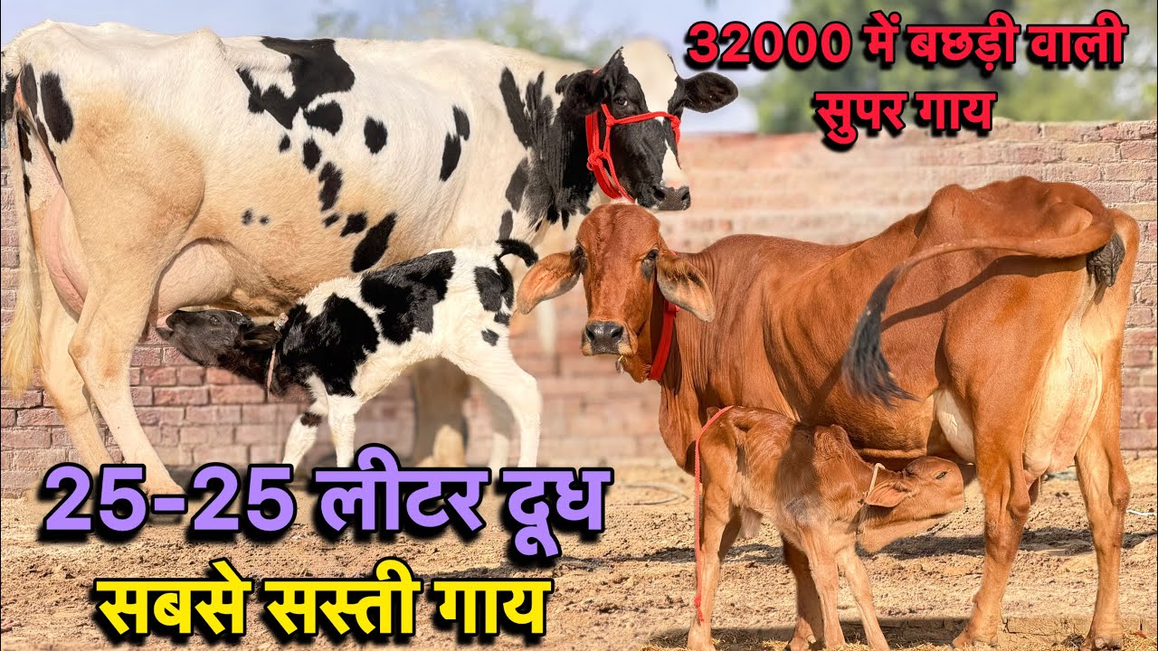 32000 में ख़रीदो बछड़ी वाली गाय👍25-25 लीटर तक दूध,4 गाय बिकाऊ👌High Milking Cross Breed Cows For Sale