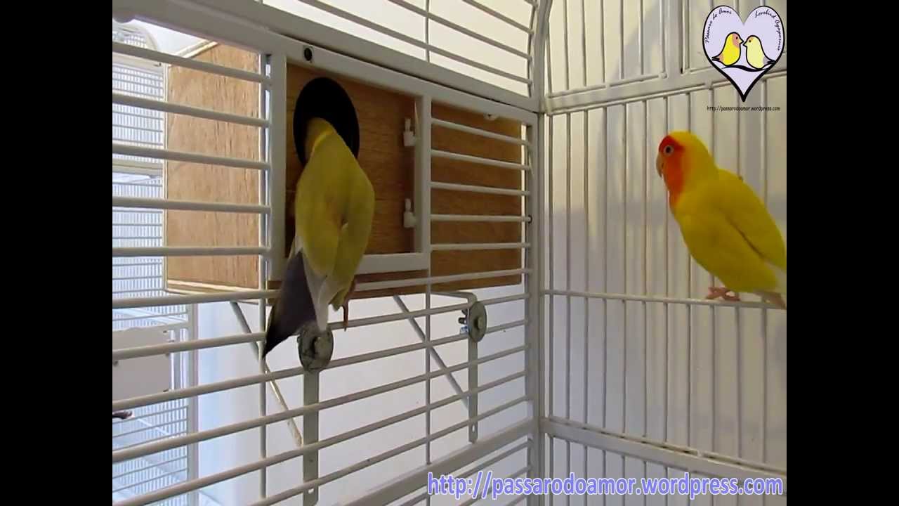 Agapornis - Como colocar ninho externo