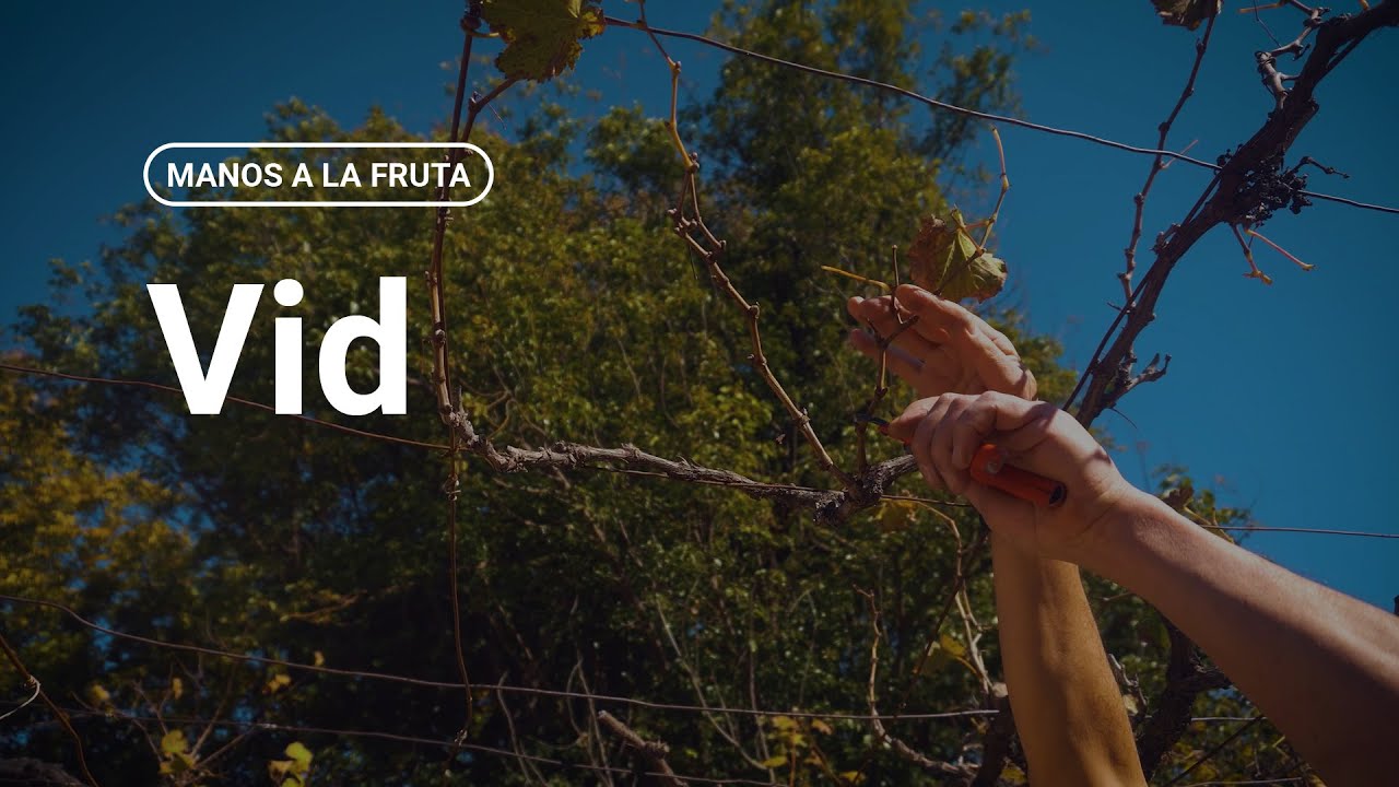 ¿Cómo podar una vid?  |  INTA - Manos a la Fruta