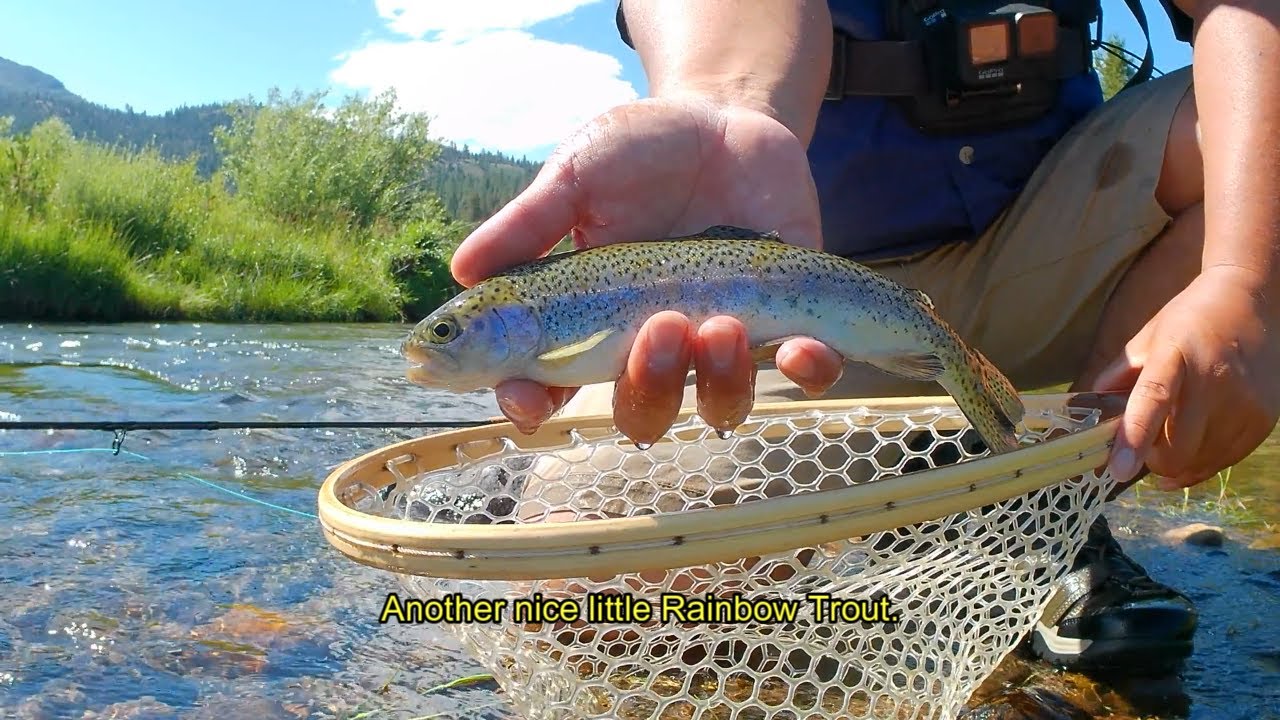 Fly Fishing West Carson River Hope Valley (Dull Drums of Summer)