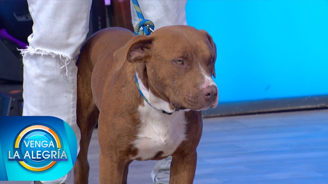 Spike y Spay, perros que cayeron en el socavón de Puebla, nos visitan en el foro. | Venga La Alegría