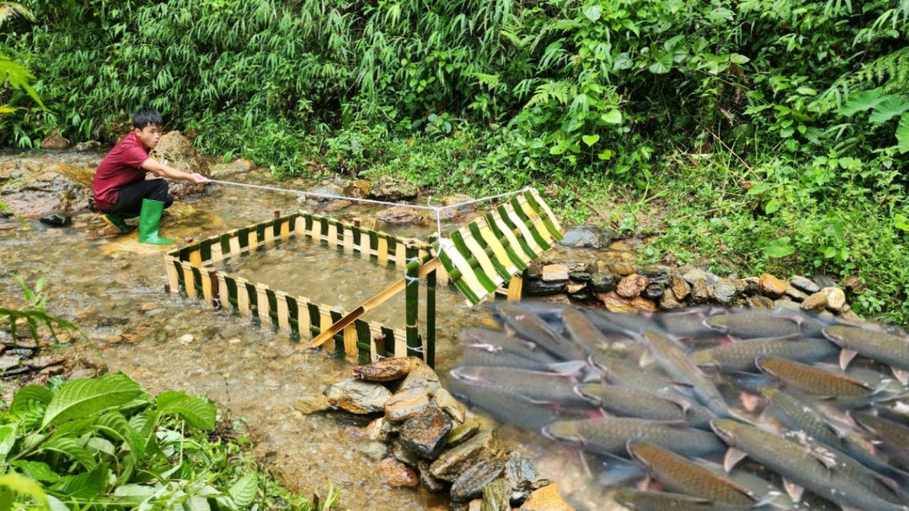 Ancient fishing skills. Using bamboo to make a fish trap in the stream. And caught a lot of fish.