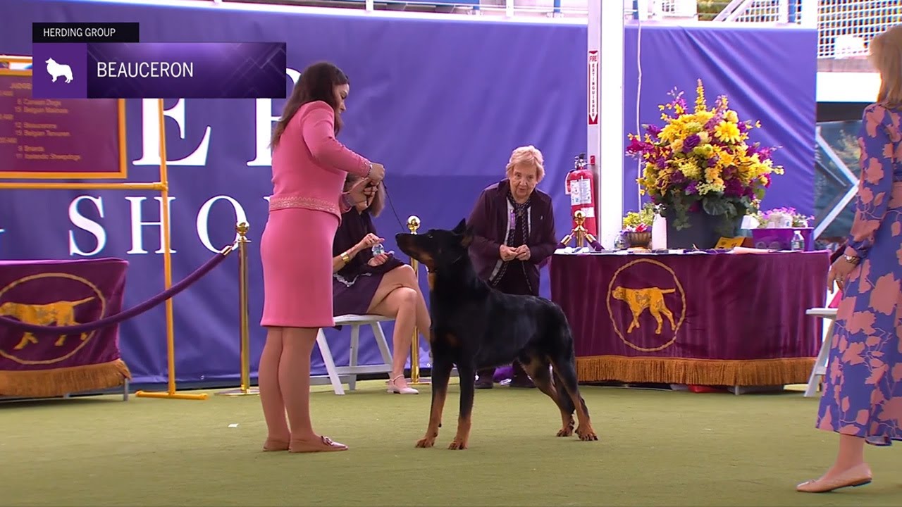 Beaucerons | Breed Judging 2024