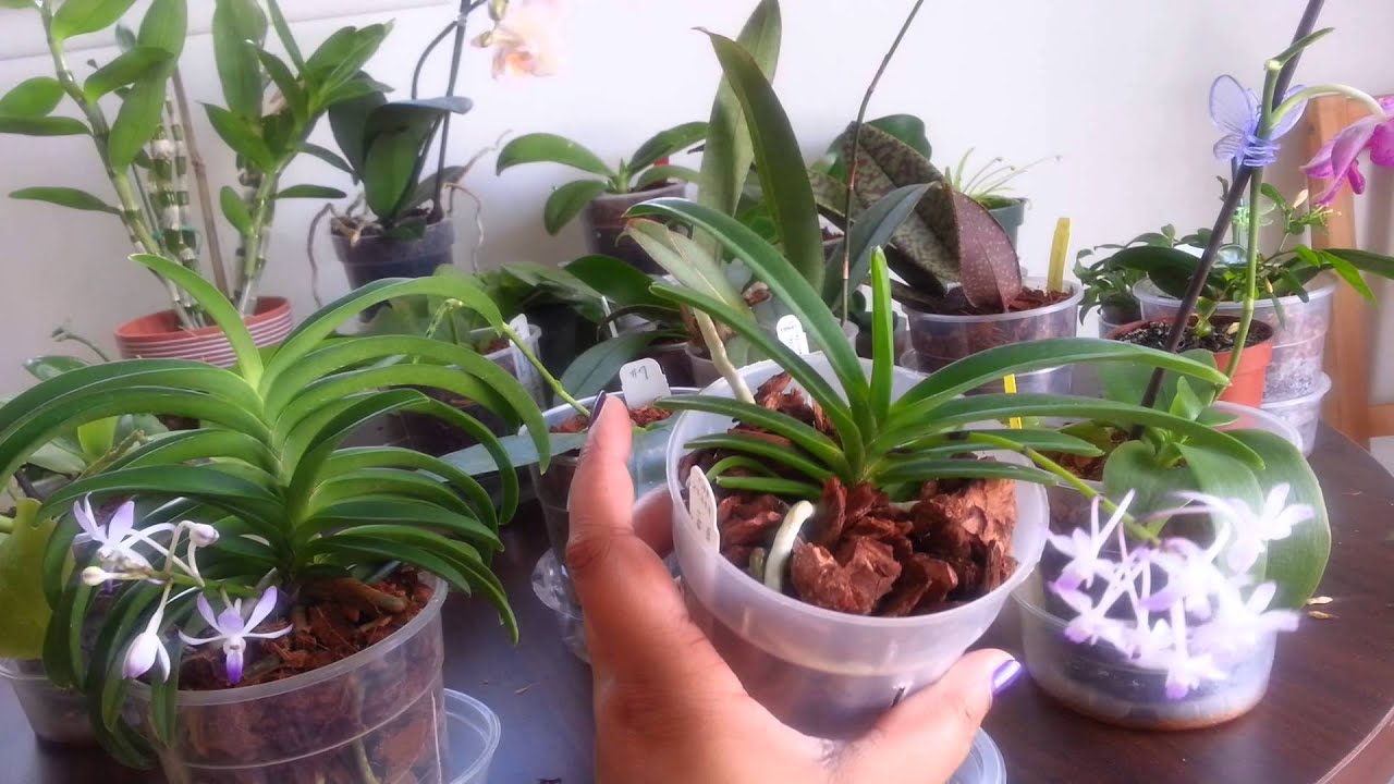 Neostylis Lou Sneary