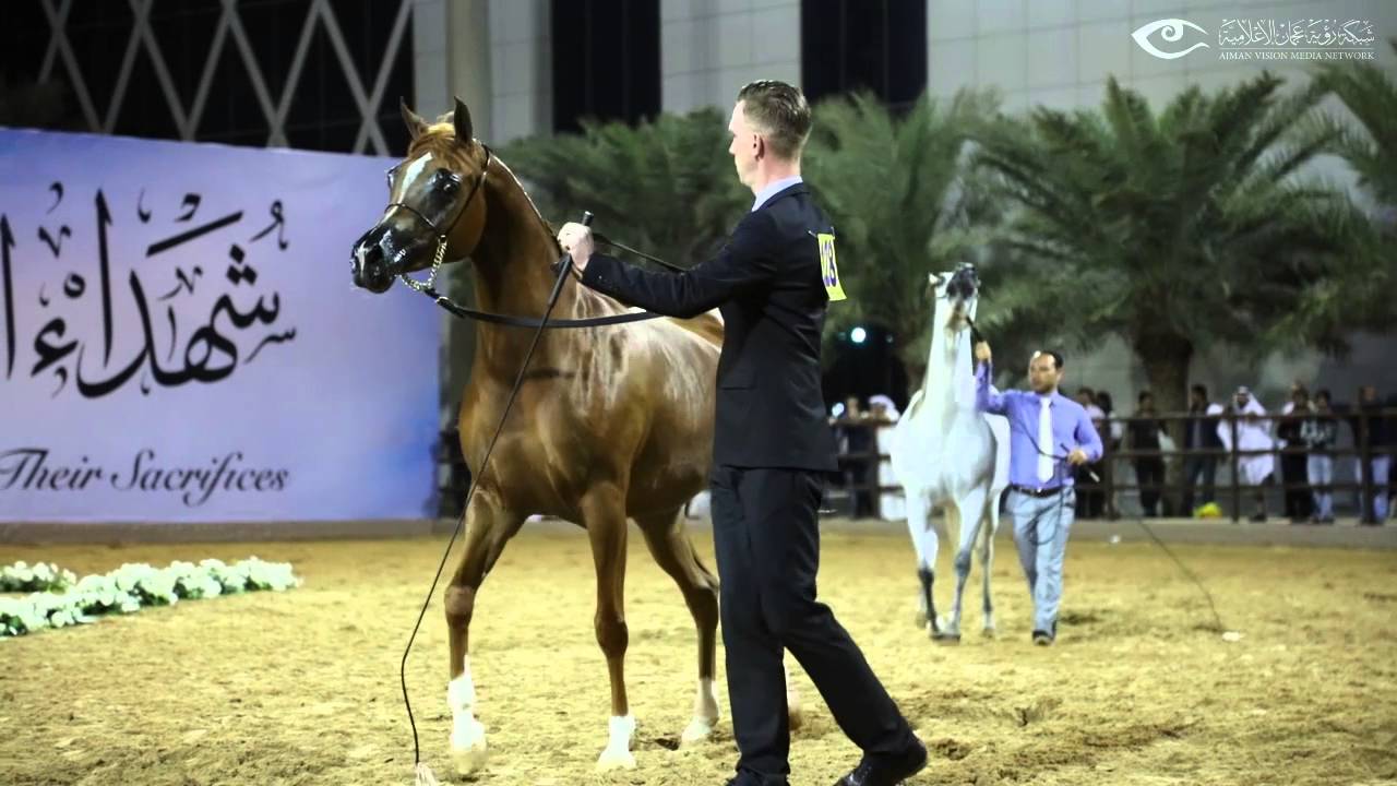 بطولة عجمان لجمال الخيل العربي 2016