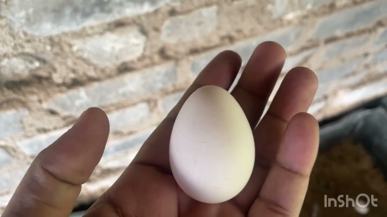 Desi Anda Sale in Jamshedpur | Purelay Organic Free-Range Eggs