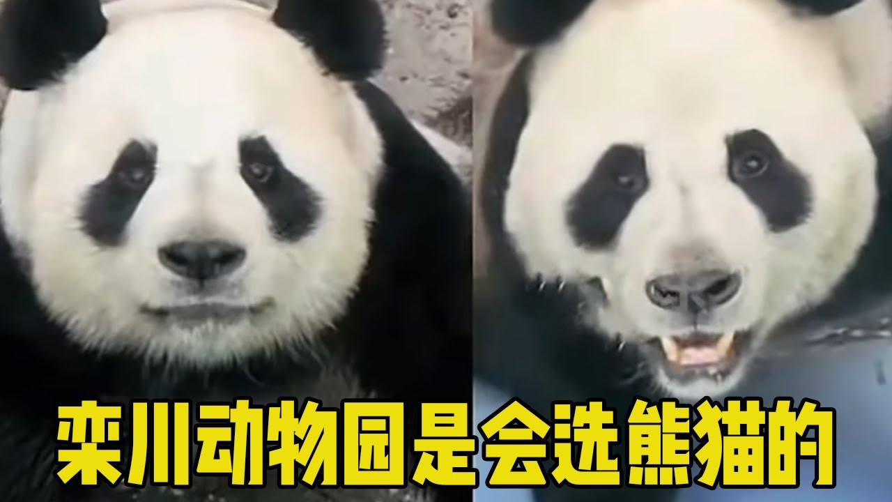 欒川動物園是會選熊貓的，邁邁負責貌美如花，靈巖負責掙錢養家！【辣豆娱乐】