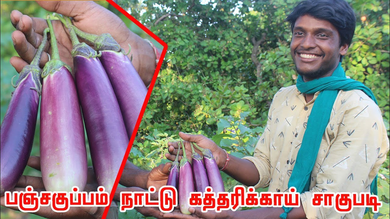 மூன்று தலைமுறையாக விடாமல் நாட்டு கத்தரிக்காய் சாகுபடி செய்யும் விவசாயி | உழுது உண் சுந்தர் Brinjal