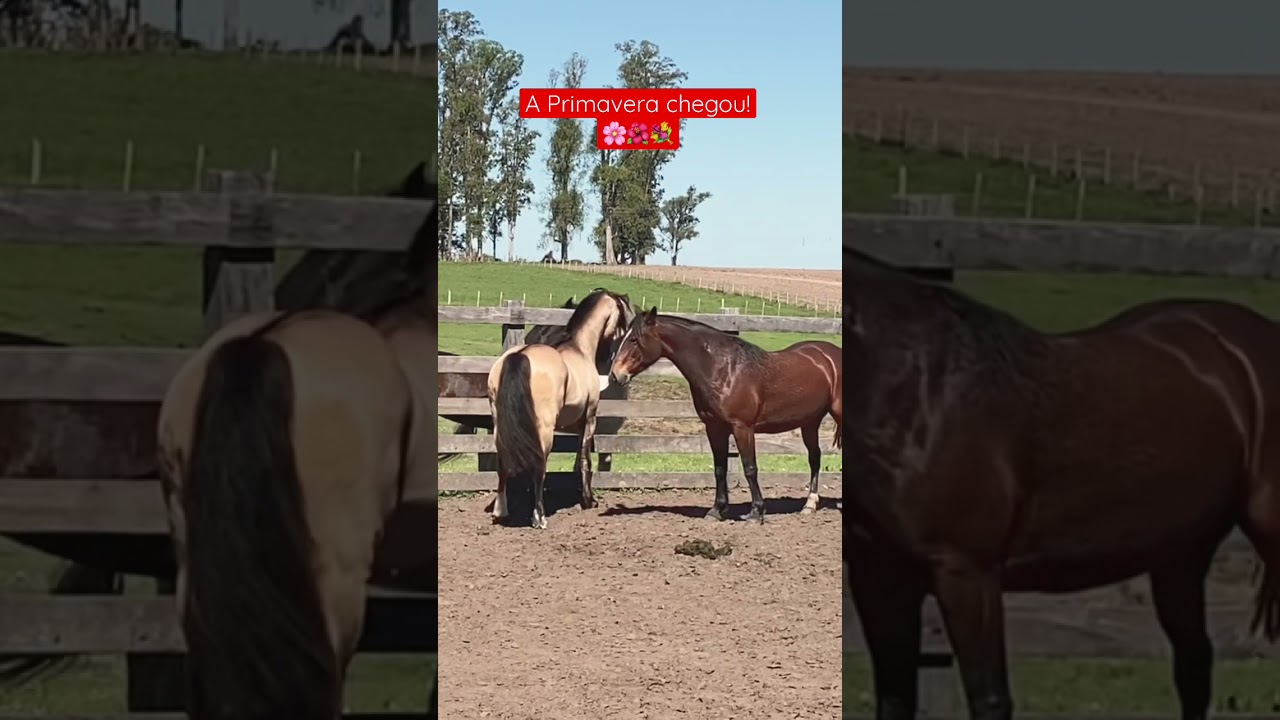 #videoshorts #shorts #shortvideo #horse #cavalo #cavalocrioulo #garanh&atilde;o