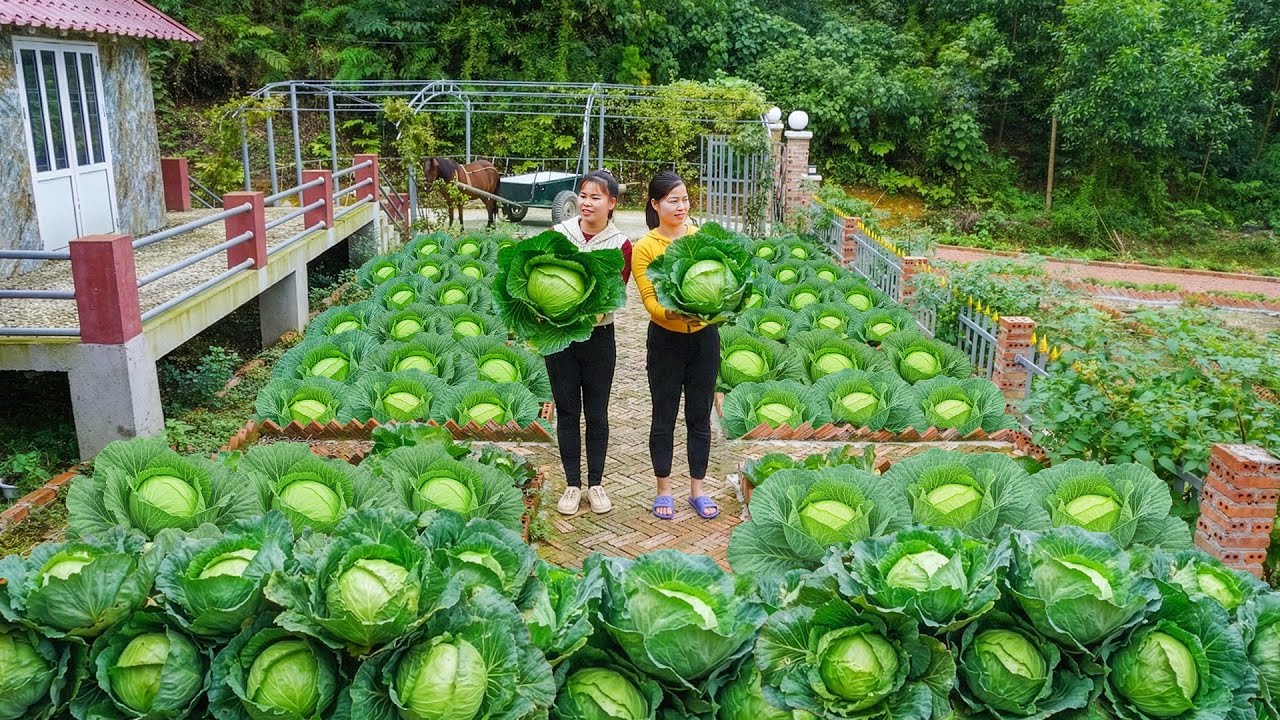 Harvesting Cabbage From The Garden To Sell For Ly Tieu Toan, Till the Soil And Grow New Vegetables