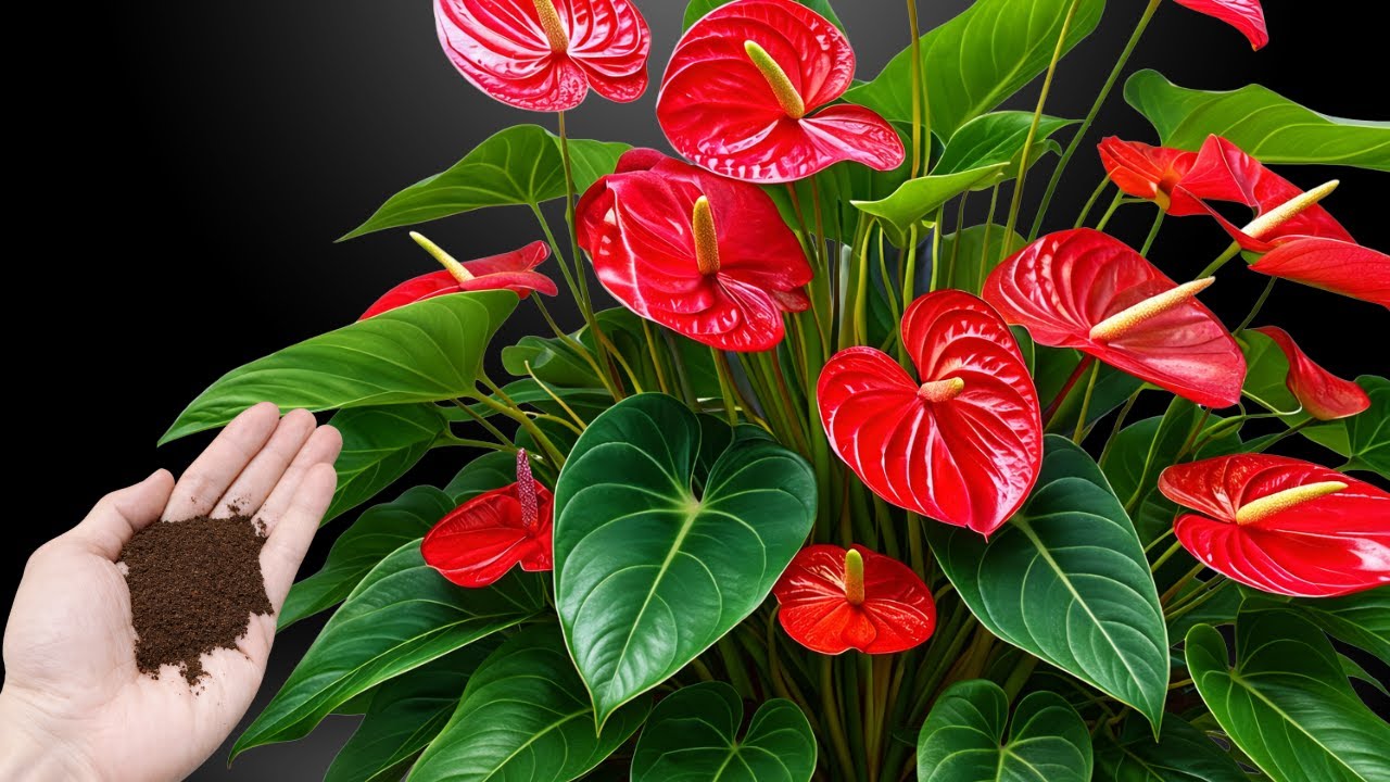 I Tried Coffee for My Anthurium &mdash; The Results Were Surprising