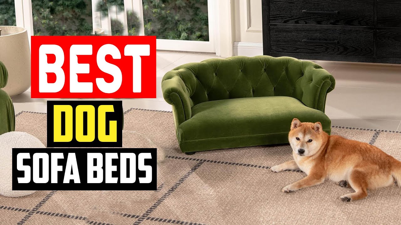 ✅Top 5 Best Dog Sofa Beds in 2024
