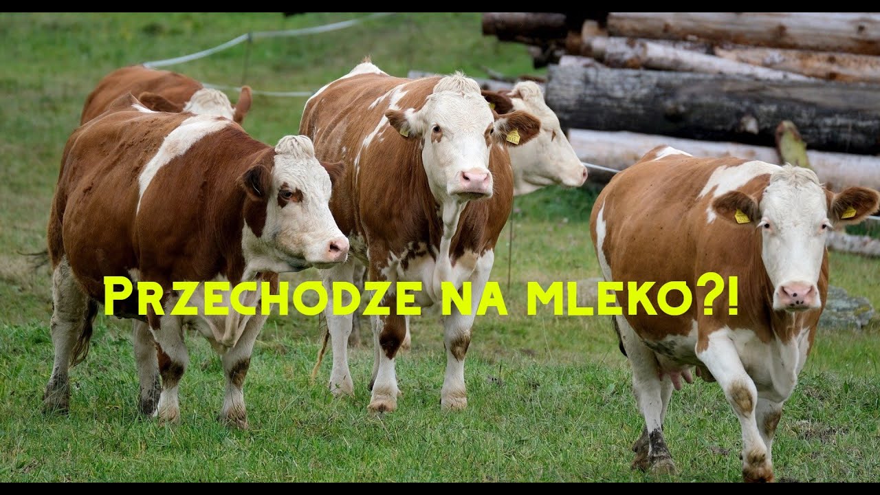 Moda na krowy mleczne, z LM na SIM?