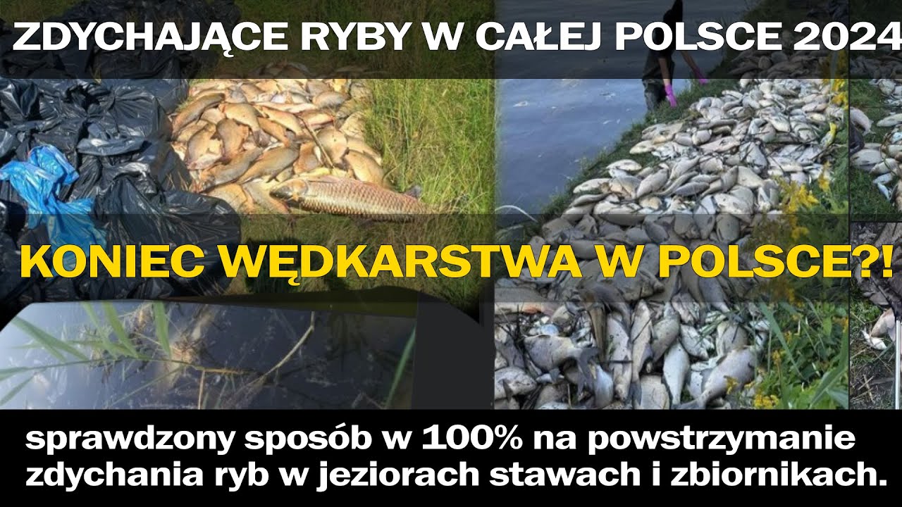 ZDYCHAJĄ RYBY WSZĘDZIE w Polsce - TRAGEDIA 2024