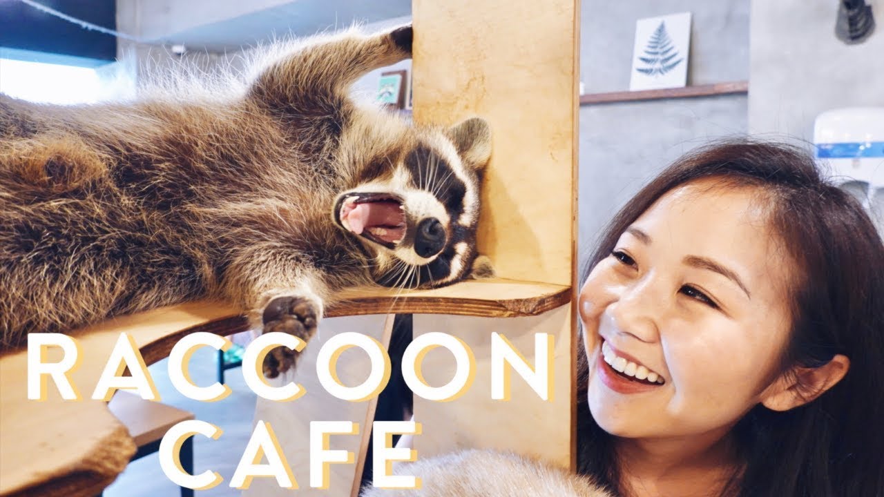 EileneExperiences: Korea & Japan | Day 1: Hongdae Raccoon Cafe