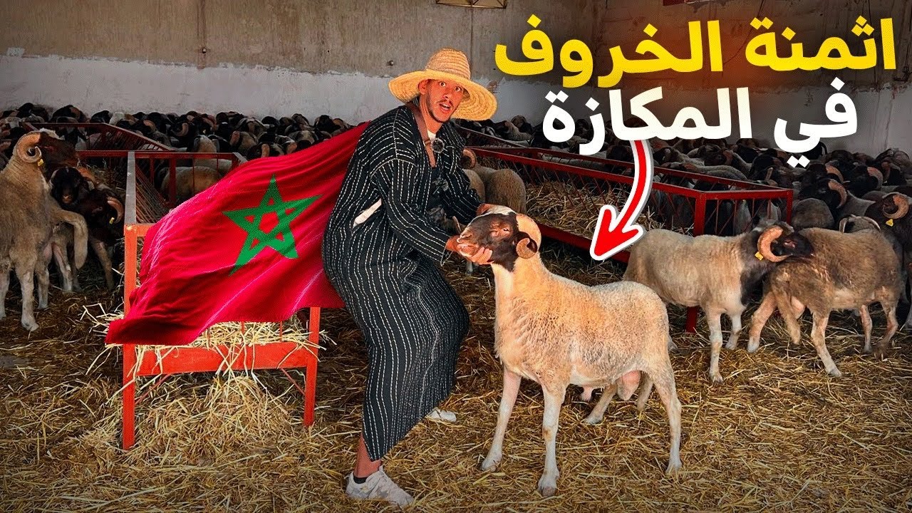 أخيراً انطلاق بيع أضحية العيد في المكازة بالدار البيضاء🇲🇦مع أثمنة حولي عيد الأضحى🐑شوفو شحال ثمن ‼️
