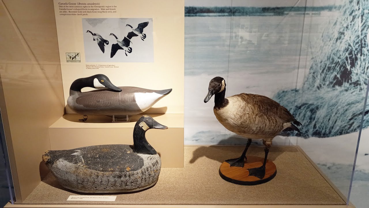 Havre de Grace Decoy Museum