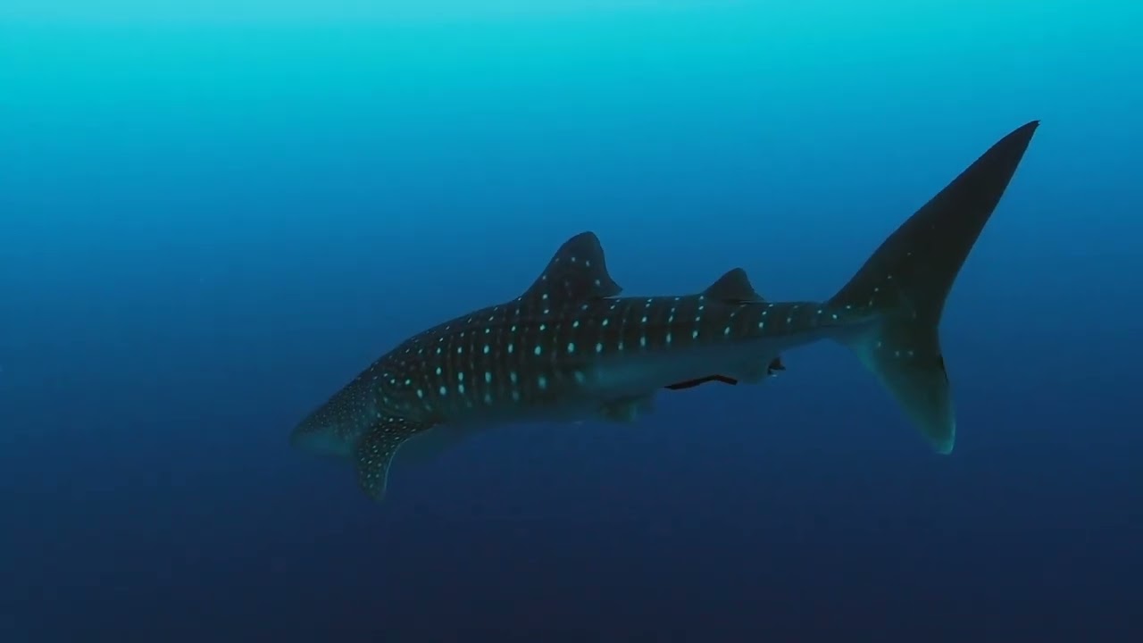 Maldives Horizon 3 liveaboard 2020