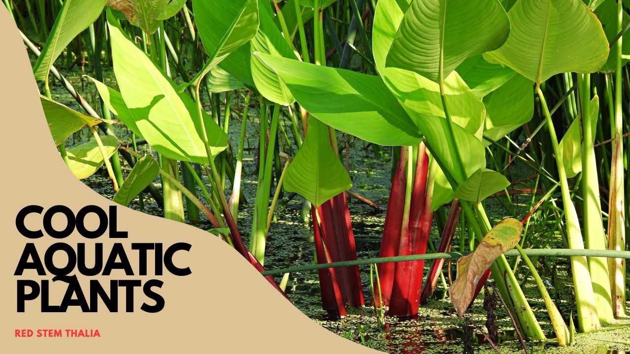 COOL Aquatic Plant - Red Stem Thalia