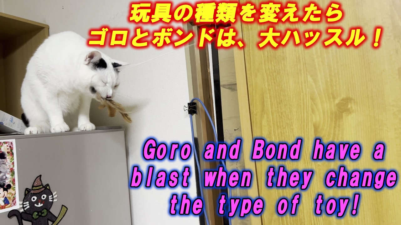 玩具の種類を変えたらゴロとボンドは、大ハッスル！Goro and Bond have a blast when they change the type of toy!