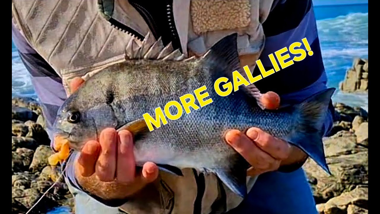 Fishing Struisbaai and Agulhas - More Gallies