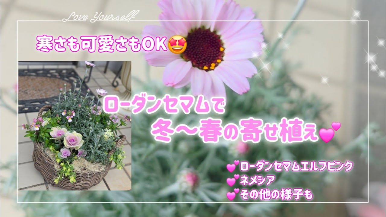冬も春も可愛いく飾れる💕【寄せ植え】春は更に満開に🥰