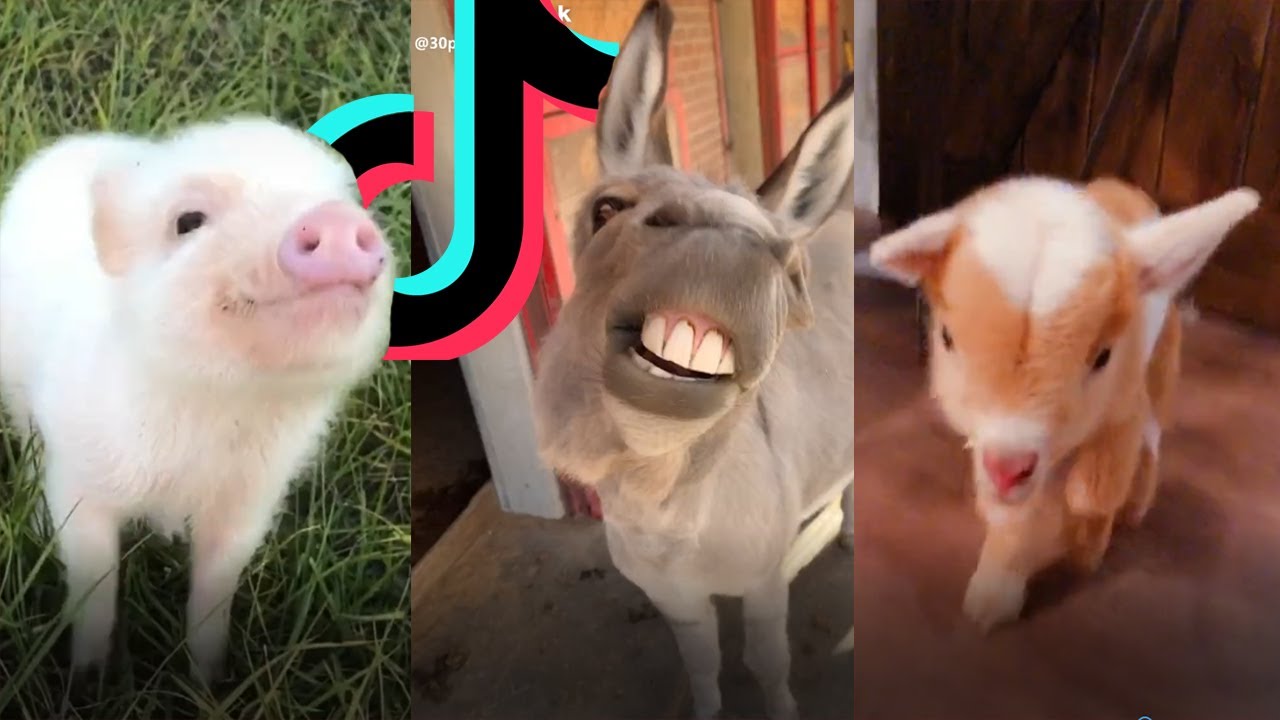 The cutest farm animals on Tiktok # Farm Life