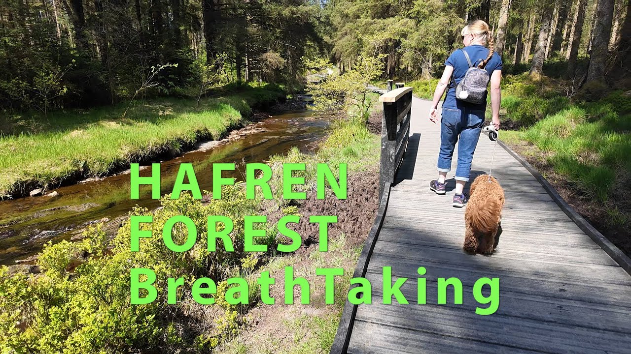 Hafren Forest Waterfall Trails-3 Walks You Need To Try