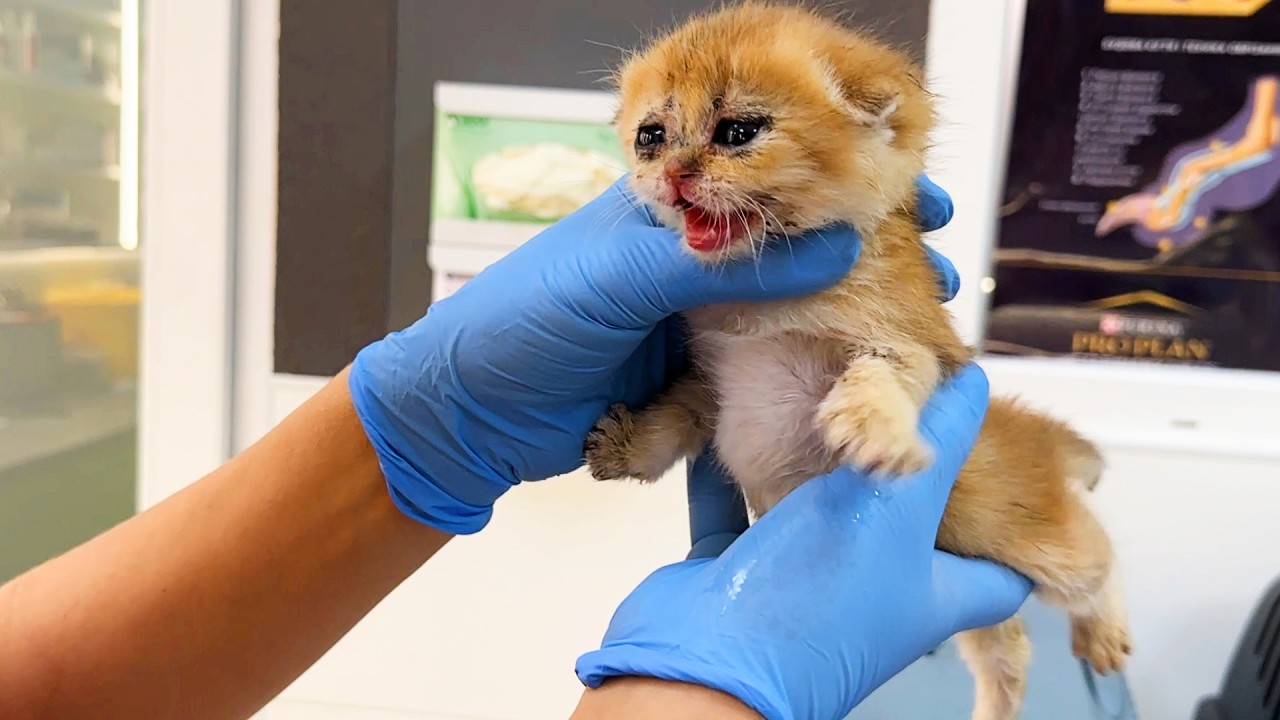 Foster kitten Michael is not happy to see the vet at his first check-up. Subtitles!
