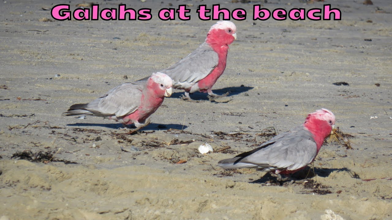 A flock of galahs at St Kilda beach - A beautiful surprise encounter