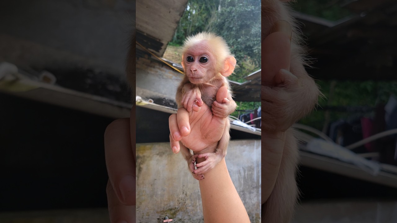 i love u baby monkey hiuhiu #monkey #babymonkey #cutemonkey #cute