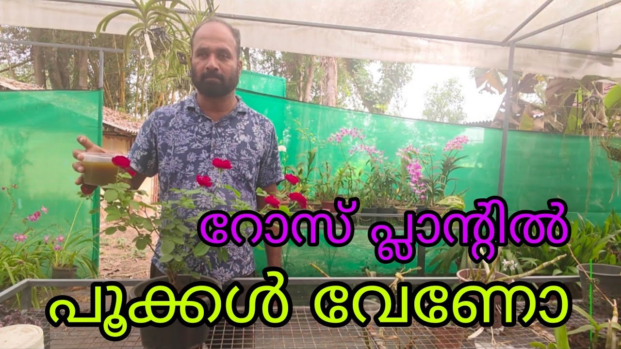 Traditional Organic Fertilizer for Rose Plants | Easy & Effective Method|Rc garden |9846090759|