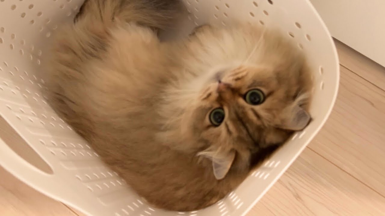 【洗濯かご占拠】洗濯かごから出ない猫を、満足するまで放っておいたら...