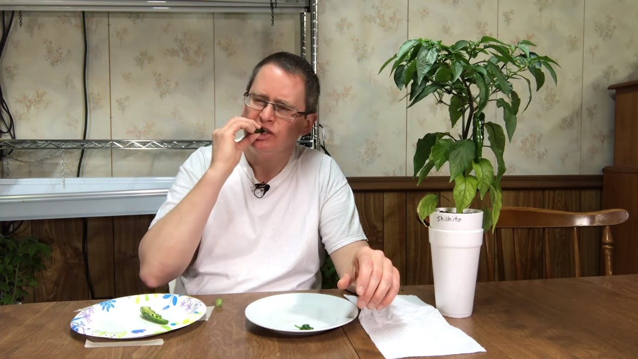 Shishito taste test - 2017 pod review #1