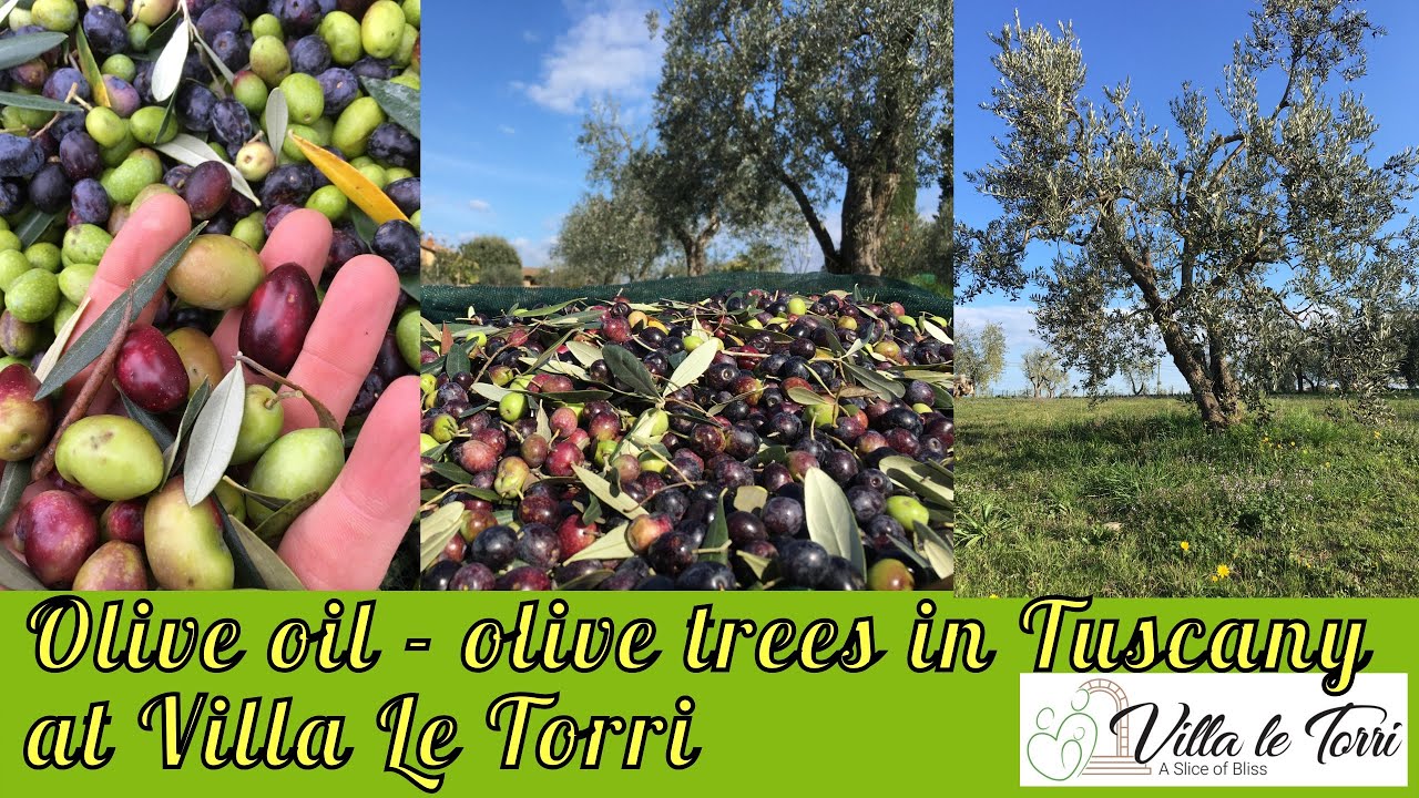 How Tuscan Olive Oil Is Made – The Olive Trees of Villa Le Torri