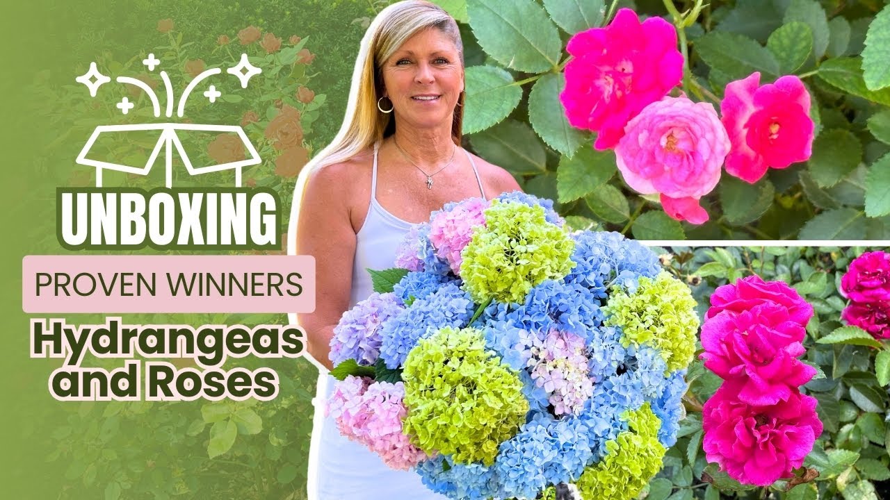 Unboxing of Hydrangeas and Roses from Proven Winners