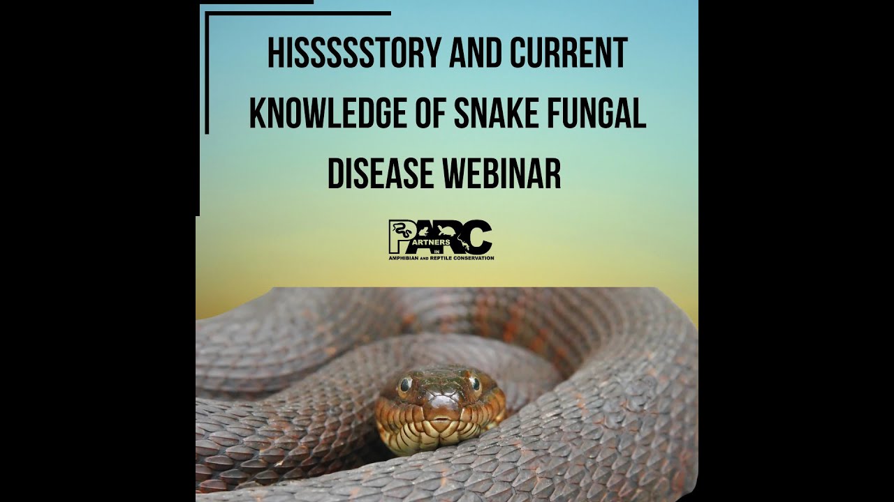 Hissssstory and Current Knowledge of Snake Fungal Disease