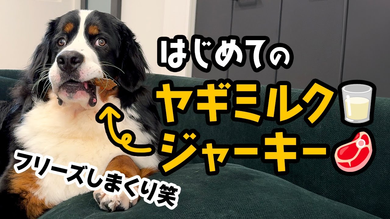 はじめてのヤギミルク、ジャーキーにフリーズしまくる【1歳0ヶ月バーニーズ】