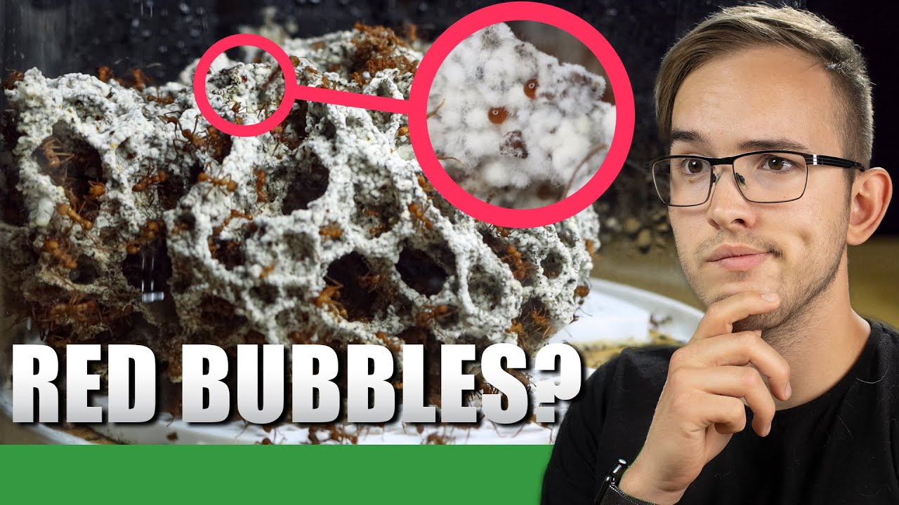 SOMETHING IS GROWING ON THE FUNGUS?!? | Acromyrmex Octospinosus Leafcutter Colony Update #3