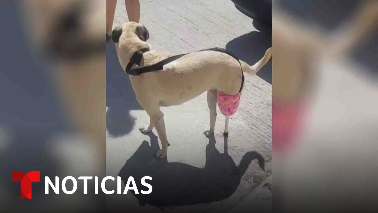 Una botella de plástico se ha convertido en la prótesis de esta mascota | Noticias Telemundo