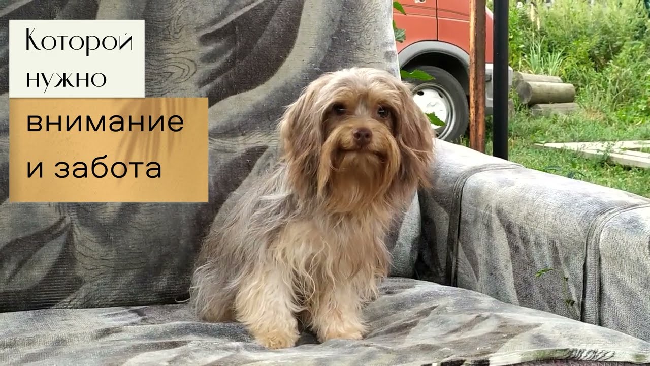 Русская цветная болонка. Подрощенный щенок - какой он?